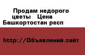 Продам недорого цветы › Цена ­ 100 - Башкортостан респ.  »    